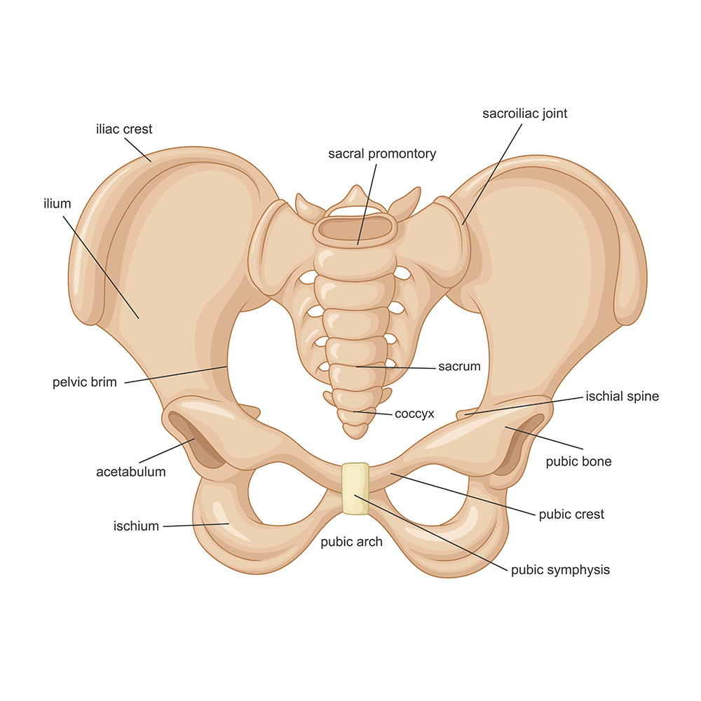 human pelvic diagram