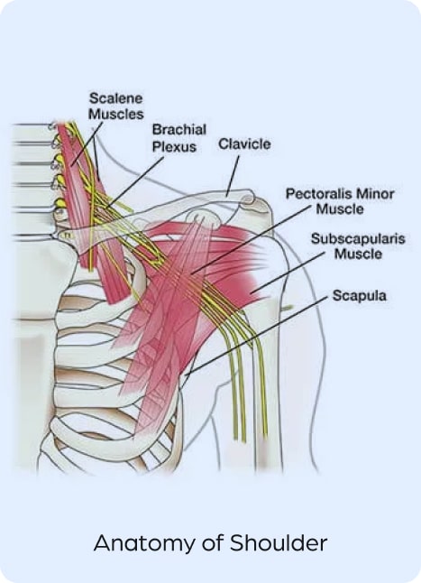 Anatomy of Shoulder
