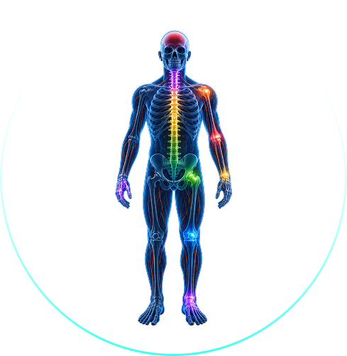 Anatomy of Man